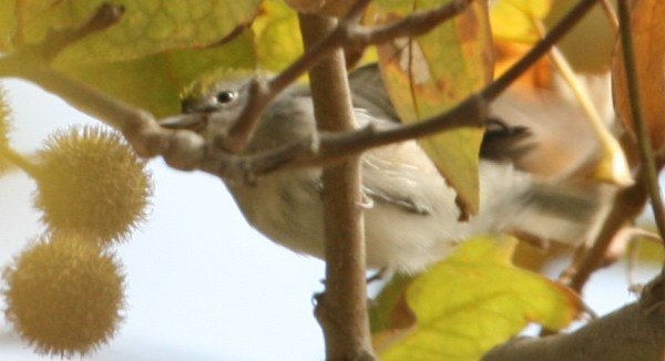 Chestnut-sided Warbler in Eucalypt (Guy Commeau photo)