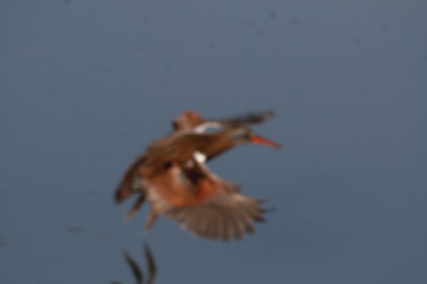 VirginiaRailatML-blurryInFlight-092709