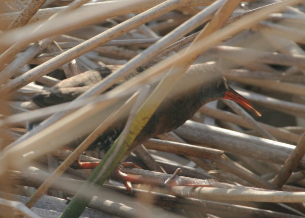 Virginia Rail Skulking in reeds (Photo: Alan Kotin)