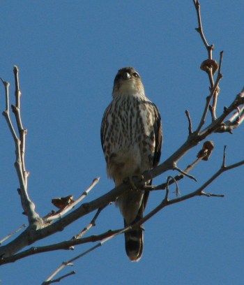 Merlin momentarily resting (L.Johnson, Malibu Lagoon 11/09)