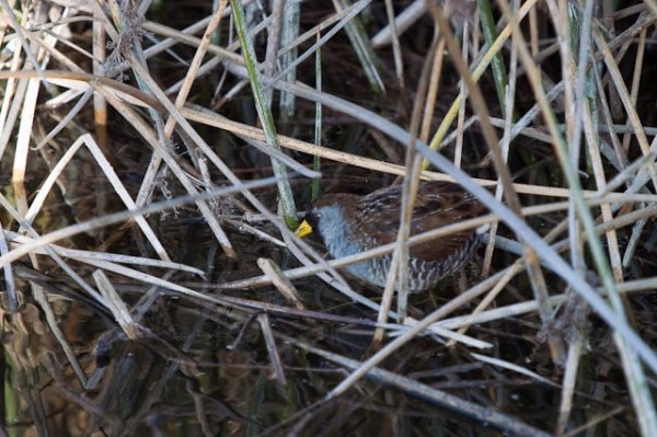 PICT4004_ML_1/1/10 Sora