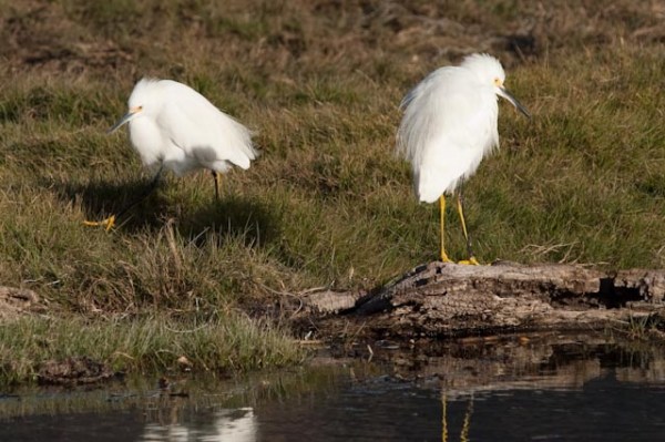 PICT4008_ML_1/1/10 Snowy Egrets