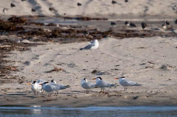 PICT4031_ML_1/1/10 Royal Terns