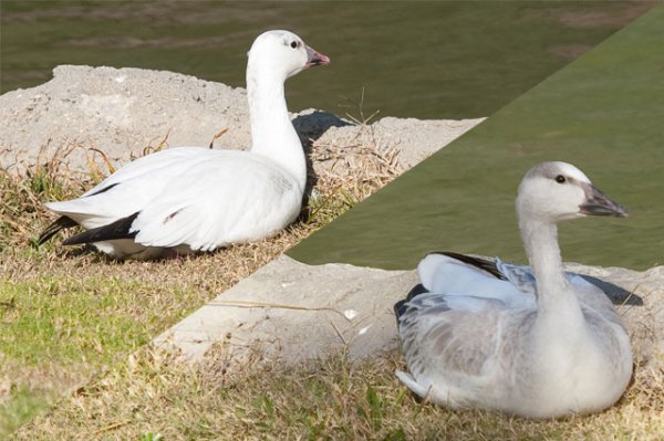 PICT4050-1_ML_1/1/10 Geese