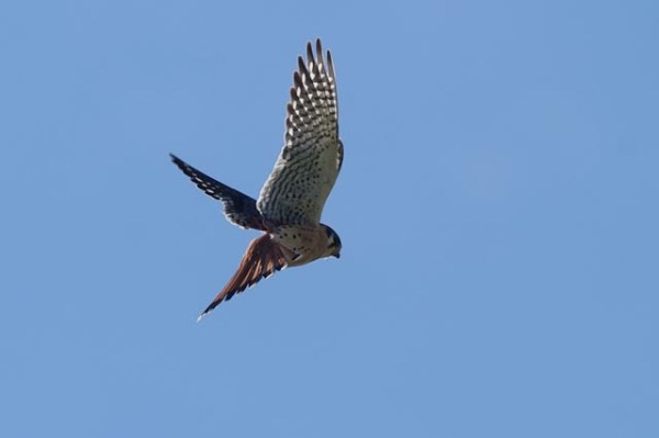 PICT4058_ML_1/1/10 American Kestrel