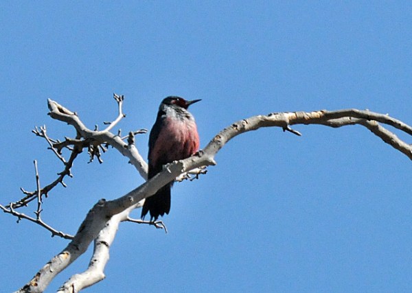 _2660 Lewis's Woodpecker