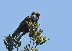 European Starling - noted cavity nester (J.Kenney 3/13/10)