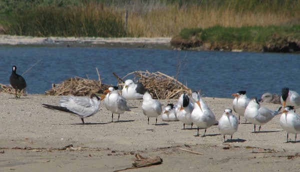 Leftmost Royal Tern begging food (L.Johnson 2/10)