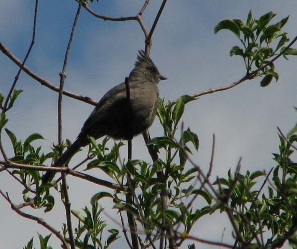 Phainopepla Female CU