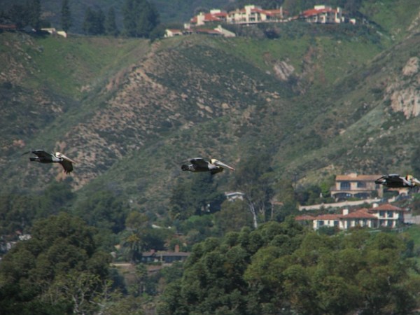 Pelican Brown 6 group flying hillside background resize