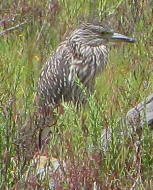 Yellow-crowned x Black-crowned Night-Heron Hybrid(?) on its favorite log (L.Johnson 8/6/10