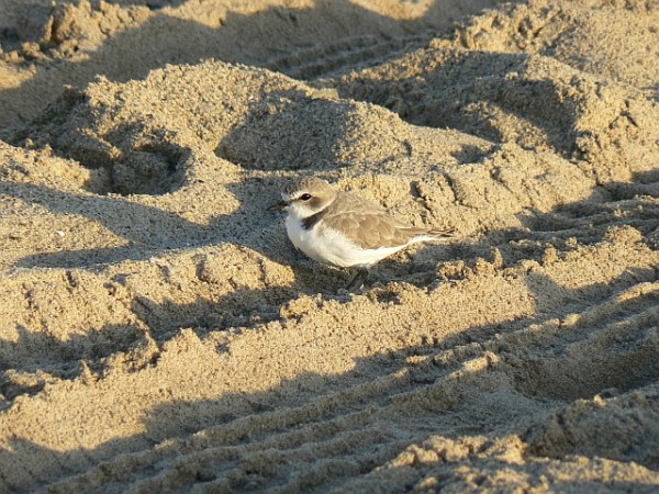 Plover Snowy 10 tire track Plauzoles