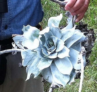 Dudleaya CU 2 Mary Lou Newmark