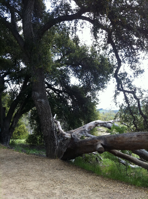 Oak on High Rd Mary Lou Newmark
