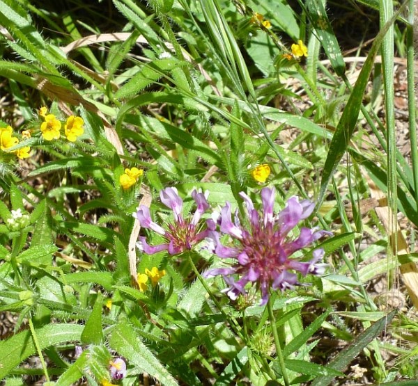 Toms Clover 2 CU resize Peggy Burhenn