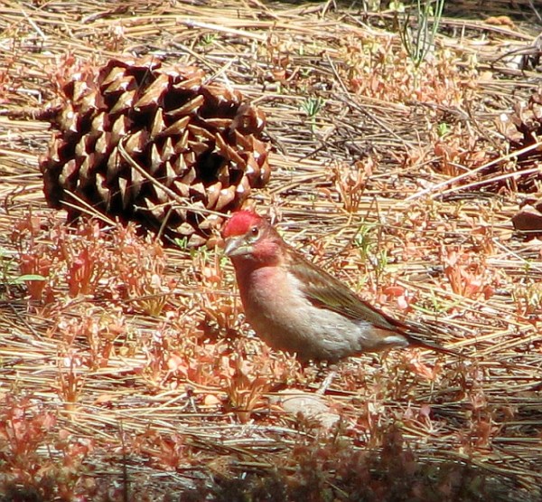 Bright red crest, brown nape and reduced red on breast help differentiate Cassin's from the Purple Finches in the area.