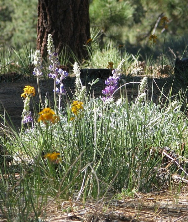 Flower group Crop Resize - LJohnson - 6865