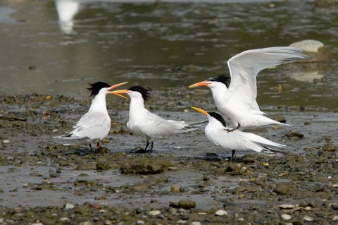 "Elegant, my primaries! He tries that with me, Marge, and he's going to be the least tern you ever saw." (C.Bragg 2011)