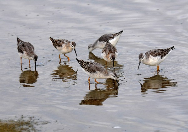 Hey! Look guys! You can see the bottom! (J Kenney)