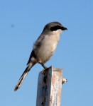 Shrike Loggerhead_K Garret_Show_IMG_5437_CUCR