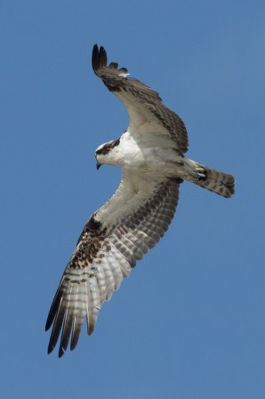 Osprey (C.Bragg)