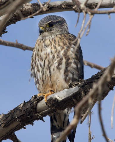 Merlin on branch_2012 1 14_DSC00023-Edit