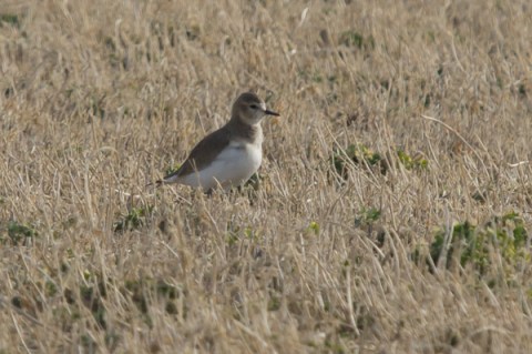 Plover Mtn in grass_C Bragg_ 2012 1 14_DSC00014