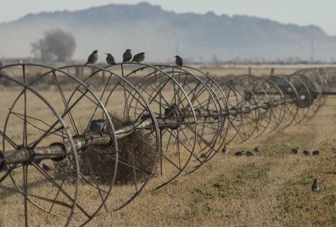 Quail Calif on sprinkler_C Bragg_ 2012 1 14_DSC00008