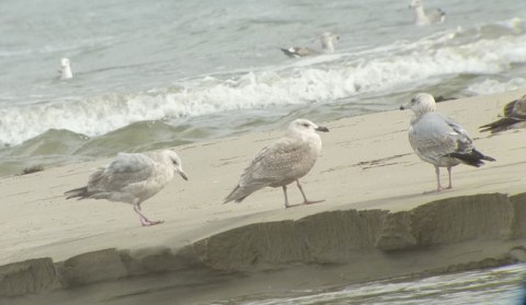 Gull Glau-Wing imm + 2 more_A Albaisa_22JAN12