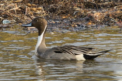 Northern Pintail - C. Bragg 1/22/12