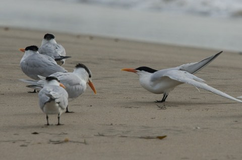 Royal Tern group - C. Bragg 1/22/12