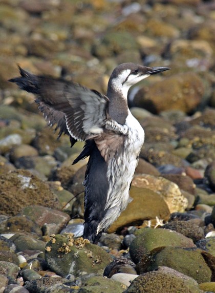 Common Murre oiled on belly (J.Kenney 2/15/12)