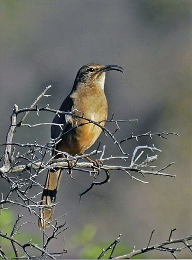 1 Thrasher Cal_J Kenney_Topanga_2011 2 7_R