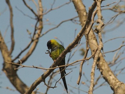 Parakeet Black-hooded 2_Sycamore Cyn_Mark Farber_3 10 12_S