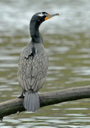 1 Cormorant DC breeding _Malibu Lagoon_J Kenney_4 56 12_DSC_R