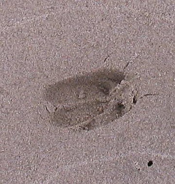Deer footprint_Lee Huniu_Mal Lag_ 4 22 12_CrSR