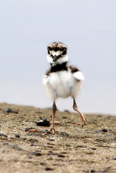 Killdeer chick 1_J.Waterman_ Mal Lag_4 21 12_C
