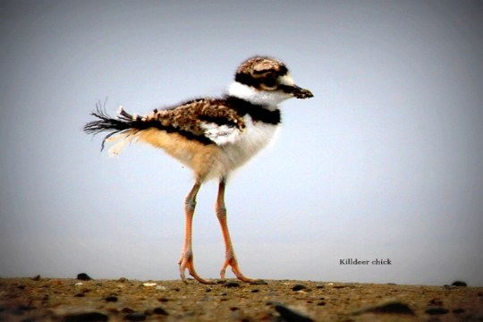 Killdeer chick 2_J.Waterman_ Mal Lag_4 21 12_C