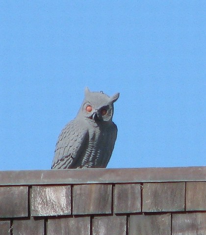 62412 m W Roof Owl_MalLag_C Almdale_CrSR
