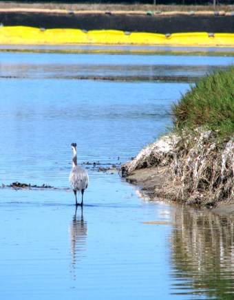 62412 x GB Heron_MalLag_C Almdale_CrCR