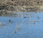 62912_Middle channel water 3_ML_L&nbsp;Jon_CuCR