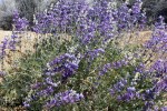 Bush Lupine_Butterbredt_R. Seidner_4 27&nbsp;30_CSR