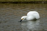Egret Snowy stirs the water_ML_C Bragg_11 25&nbsp;12