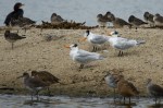 Royal Terns, Willets, Godwits, Black-bellied Plovers, Double-crested&nbsp;Cormorant