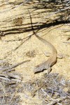 Whiptail Lizard_Butterbredt_R. Seidner_4 27&nbsp;30_CSR