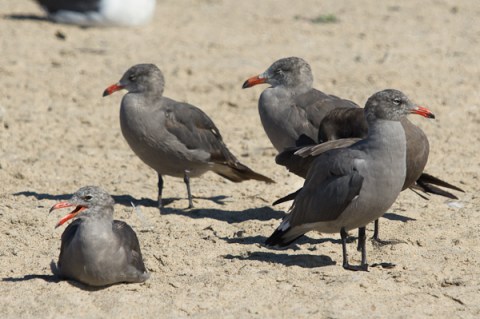 Gull Heermanns group_C Bragg_2012 8 26