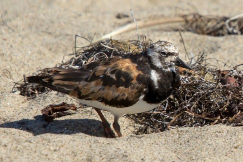 Turnstone Ruddy walking_C Bragg_2012 8 26