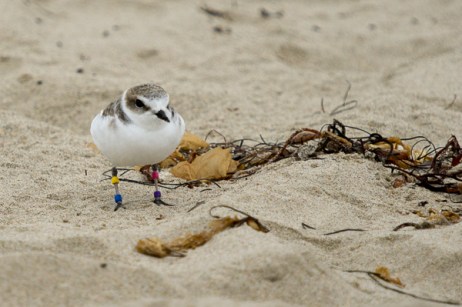 Snowy Plover PV:YB - winter beach resident (C. Bragg 11/25/12)