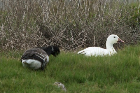 Brant keeps the Snow Goose company (C. Bragg 11/25/12)