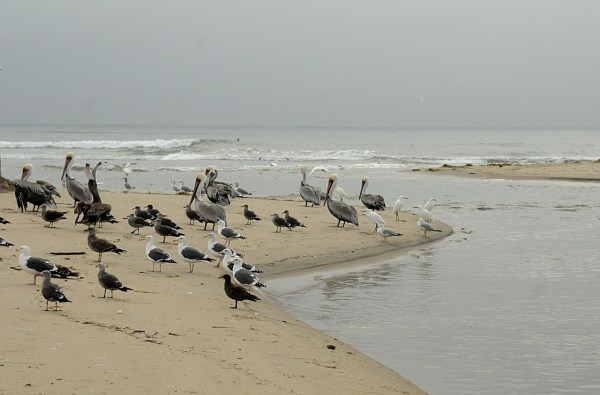 Birds at the Breach (J. Kenney 12/3/12)